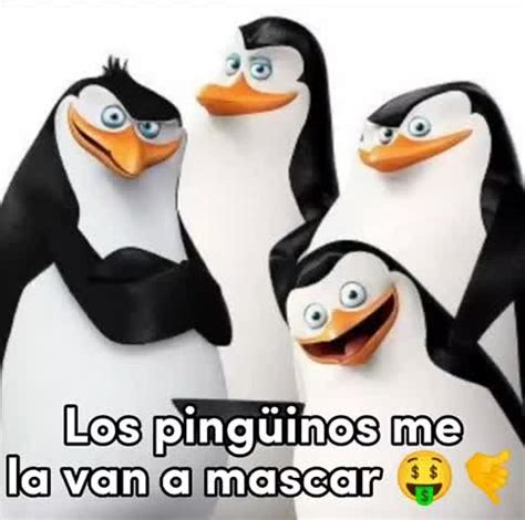 pinguino memes|pinguinos me la van a mascar meme.